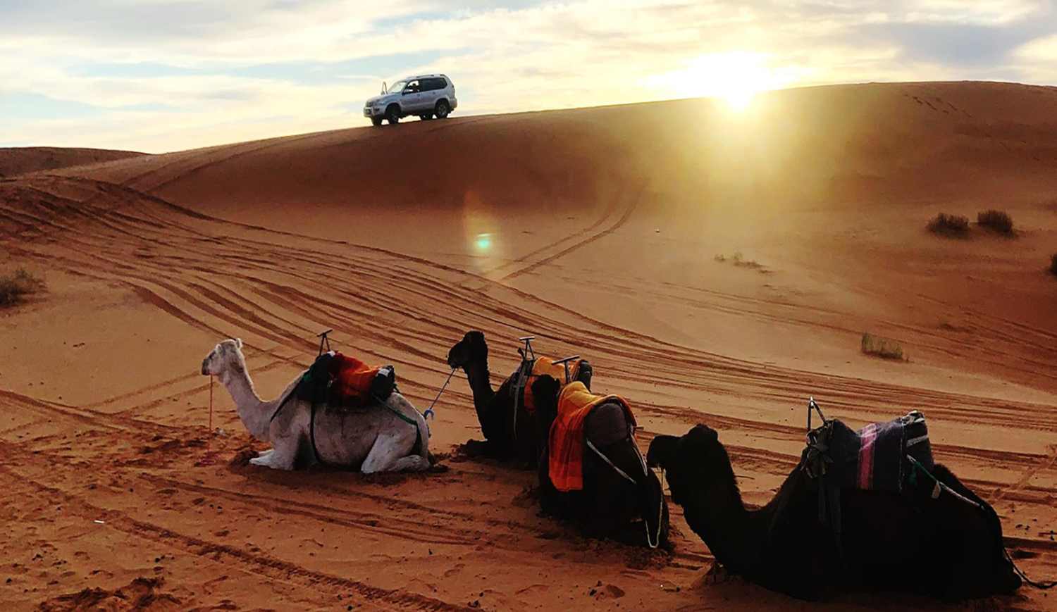Here Are 5 Wildlife Surprises You’ll Encounter on a Desert Dubai Safari 2025!