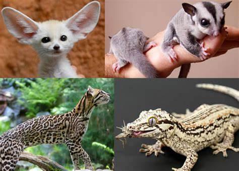 Reliable Exotic Animal Transport Services by AIRBORNE ANIMALS