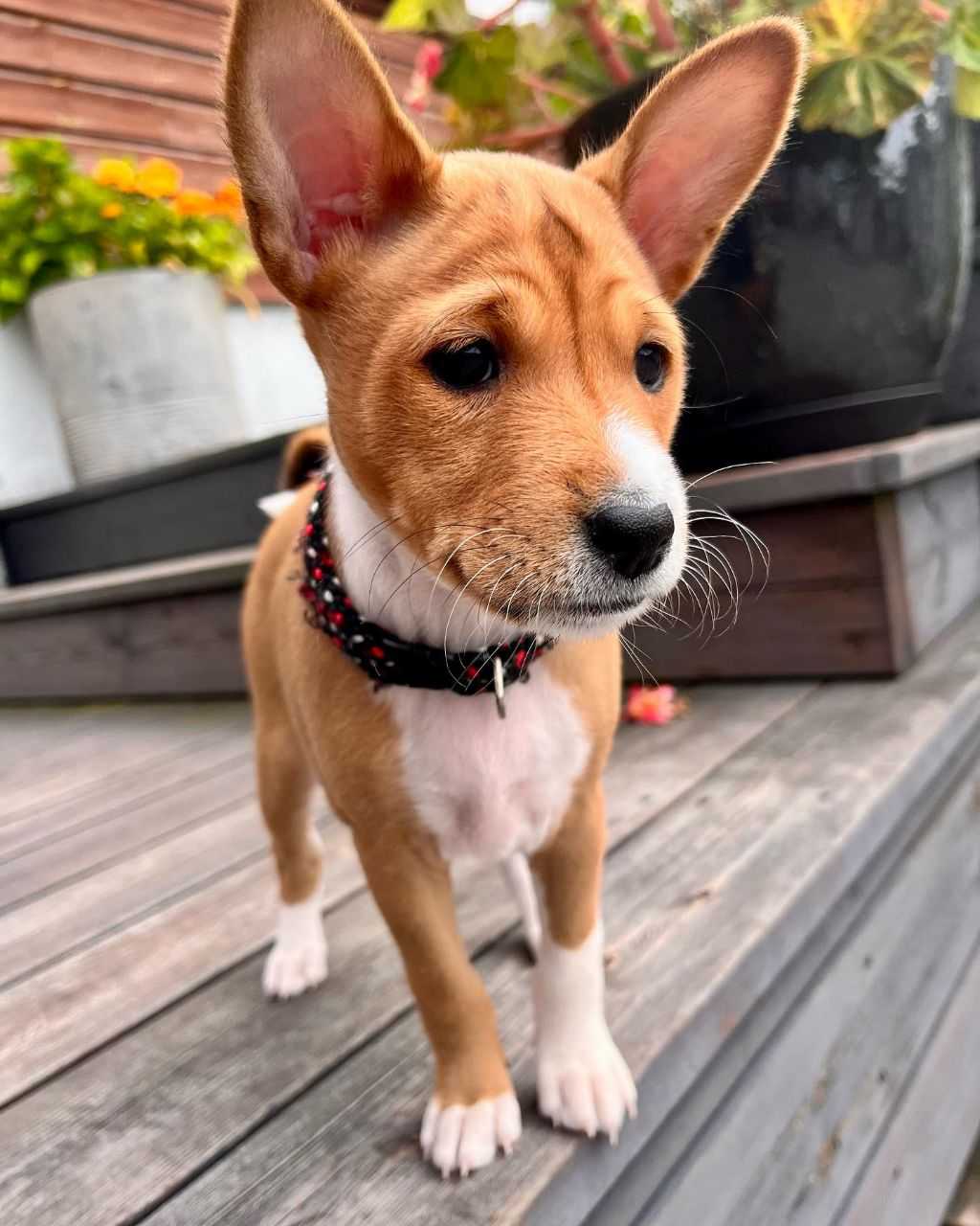 Basenji for Rehoming: Loving Companion Seeking Forever Home