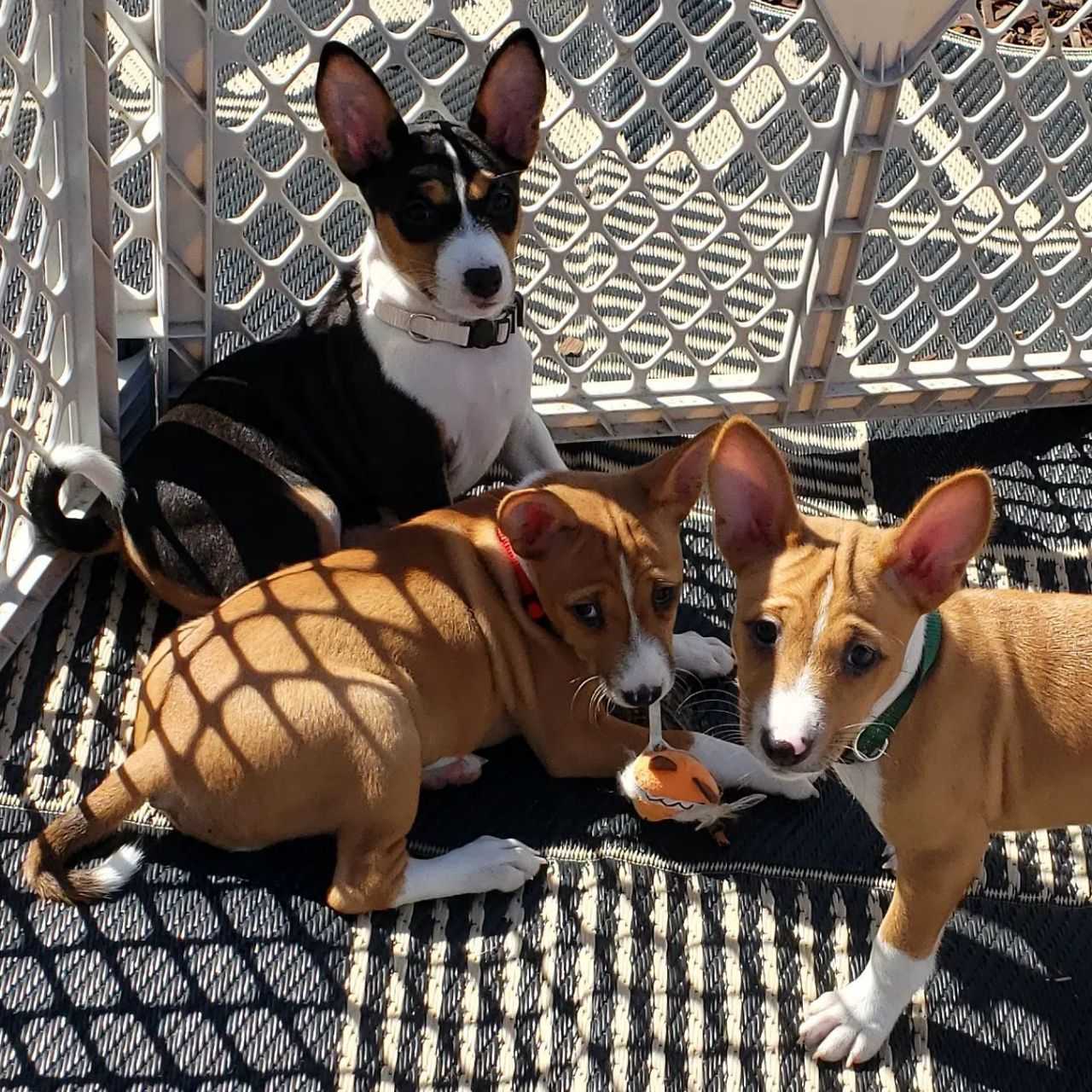 Basenji for Rehoming: Loving Companion Seeking Forever Home