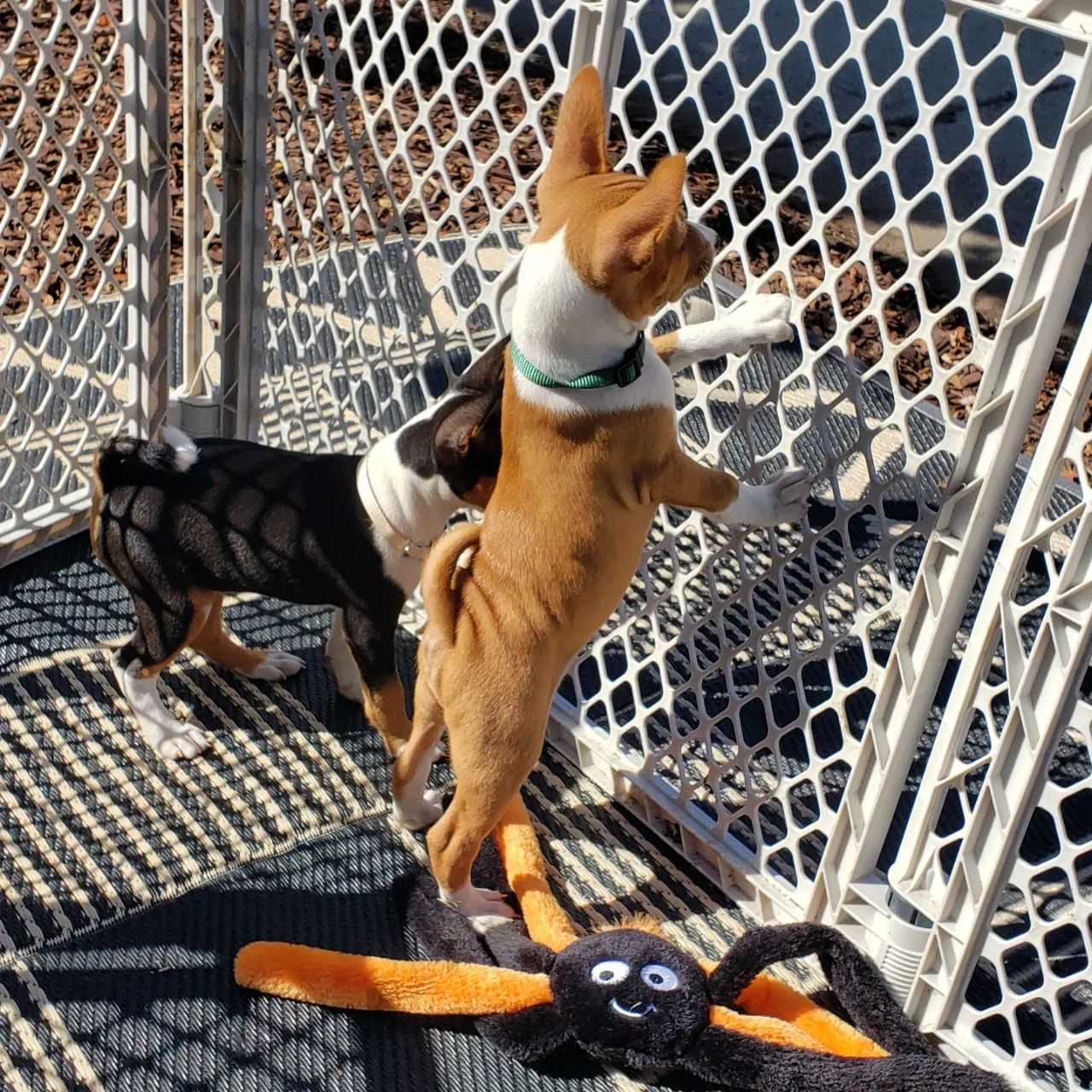 Basenji for Rehoming: Loving Companion Seeking Forever Home