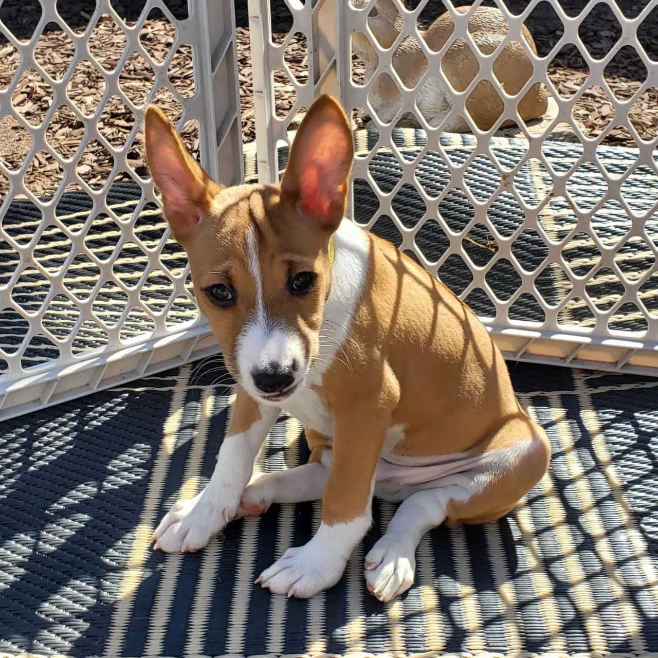 Basenji for Rehoming: Loving Companion Seeking Forever Home