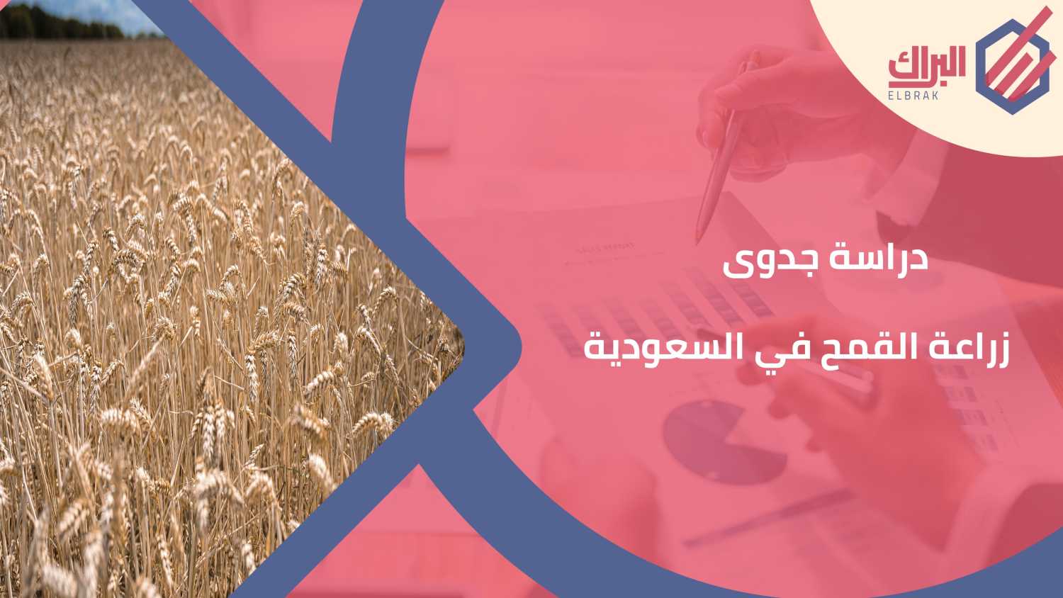 دراسة جدوى زراعة القمح في السعودية