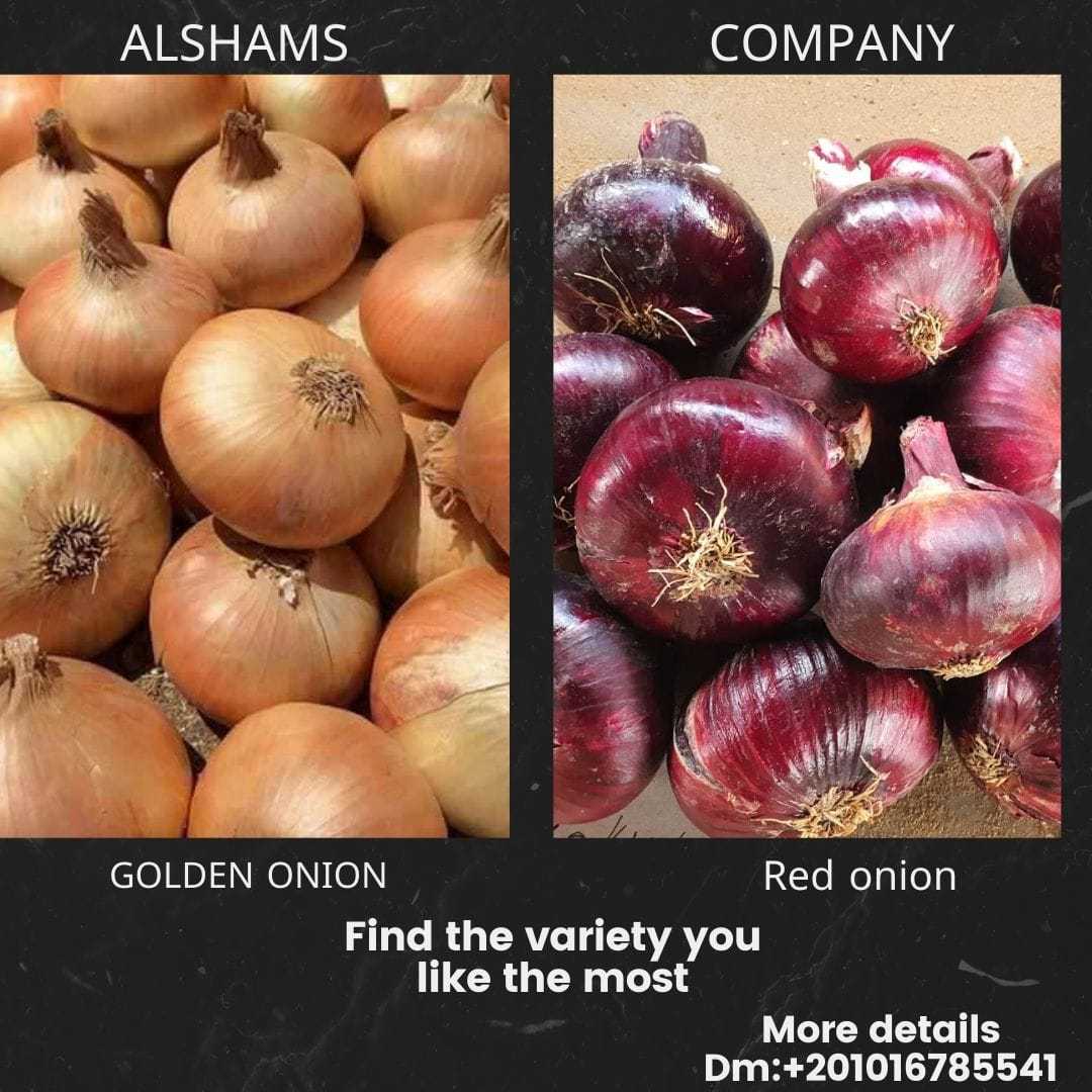 Egyptian fresh onion