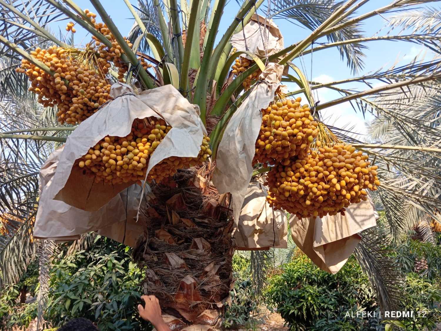 fresh barhi dates