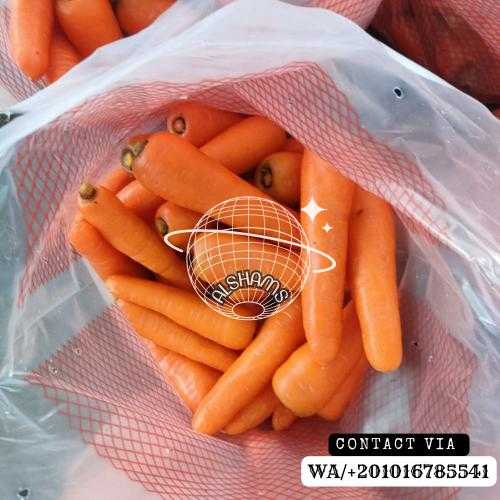 fresh carrot