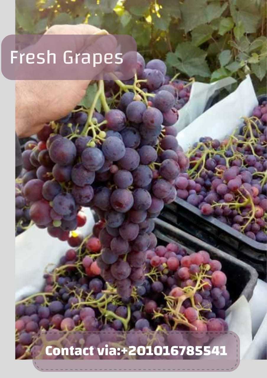 fresh grapes