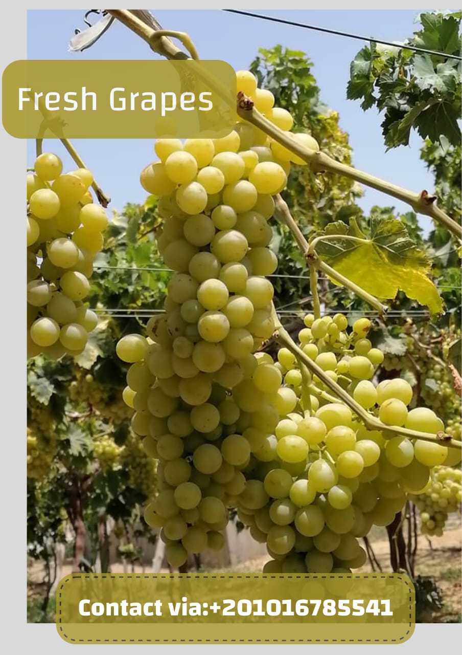 fresh grapes