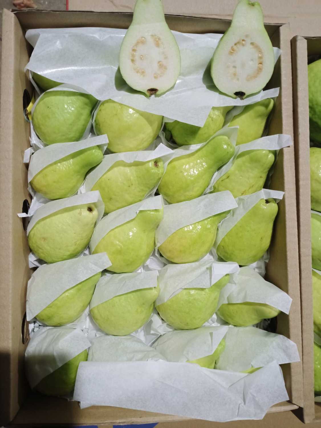 fresh guava with high quality