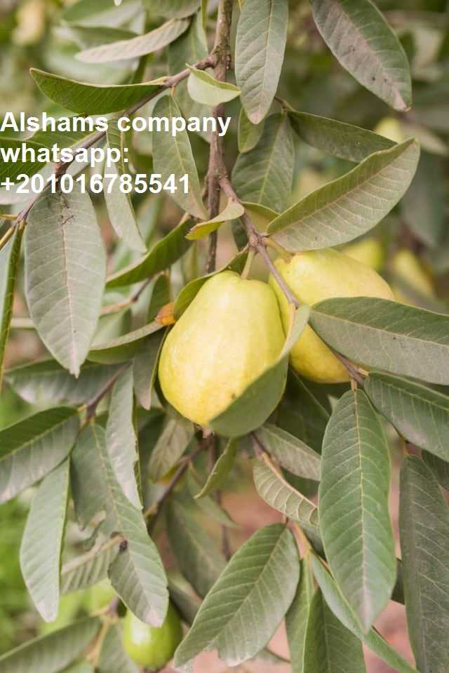 fresh guava with high quality