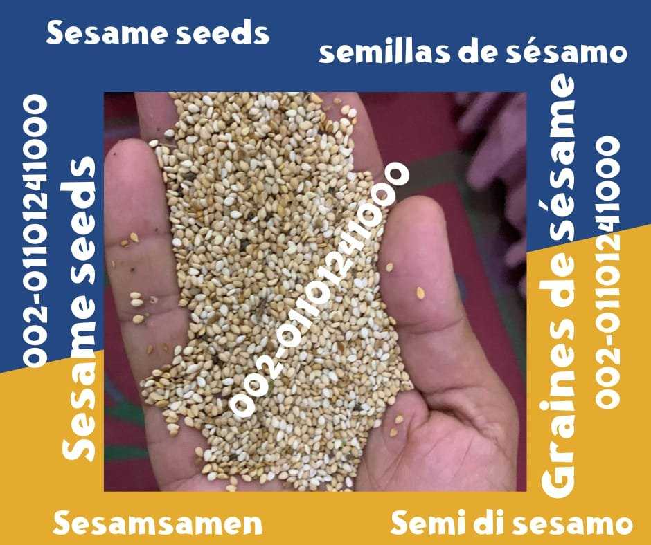 Graines de sésame 00201101241000 Exportación de semillas de sésamo Graines de sésame