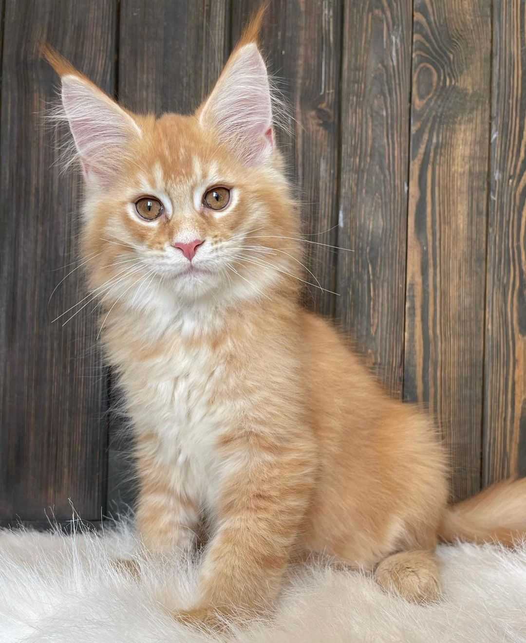 Mainecoon Kittens For Sale Near Me