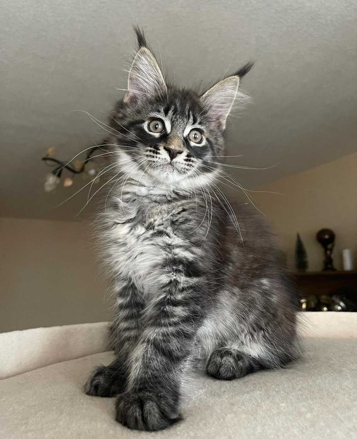 Mainecoon Kittens For Sale Near Me