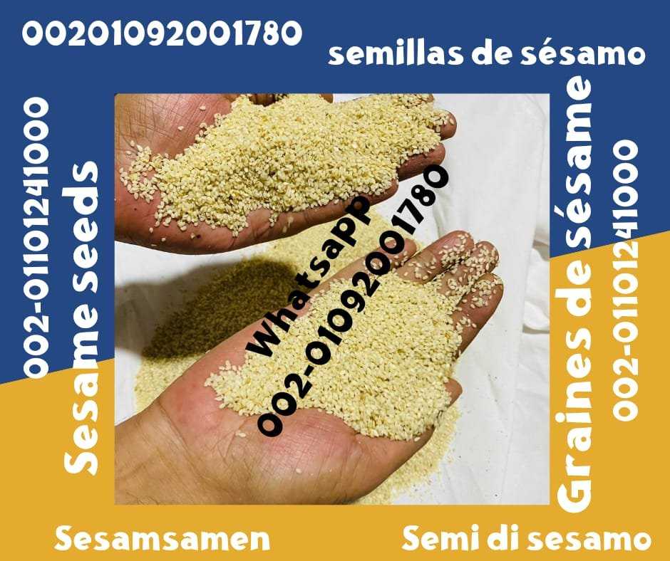 Sesame Seeds from Egypt for Sale 00201092001780 Egyptian sesame seeds prices sale