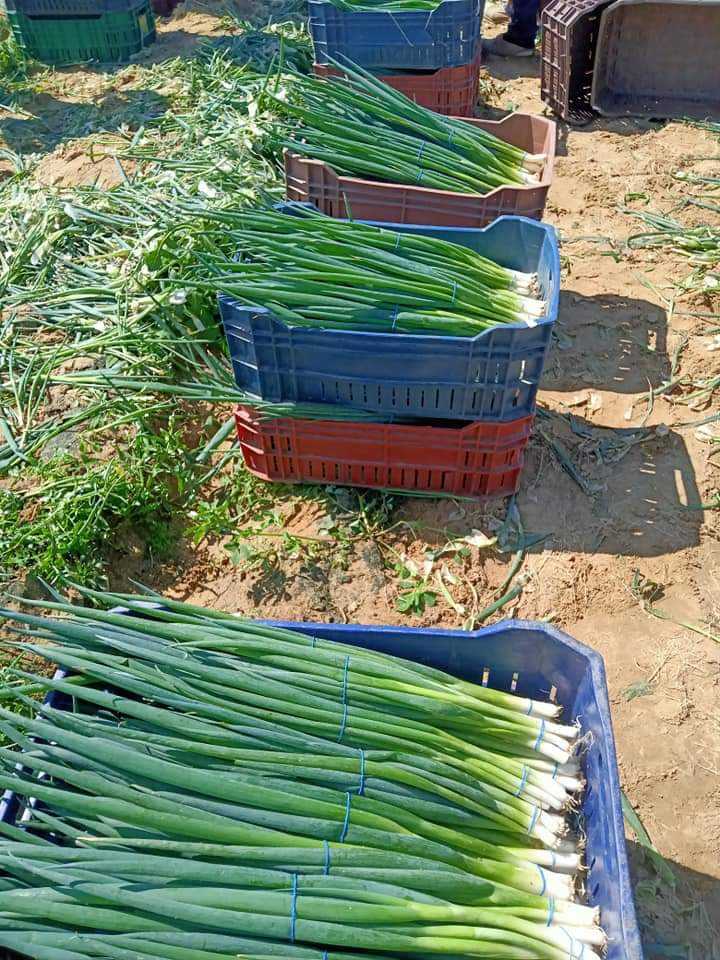 Spring onion