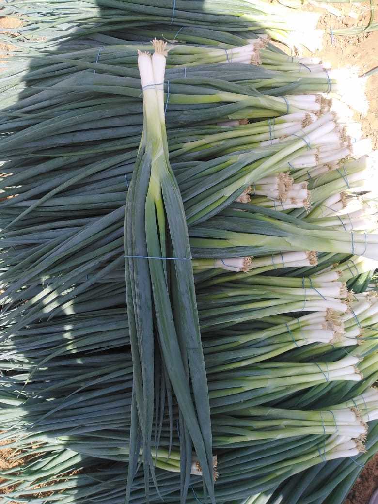 Spring onion