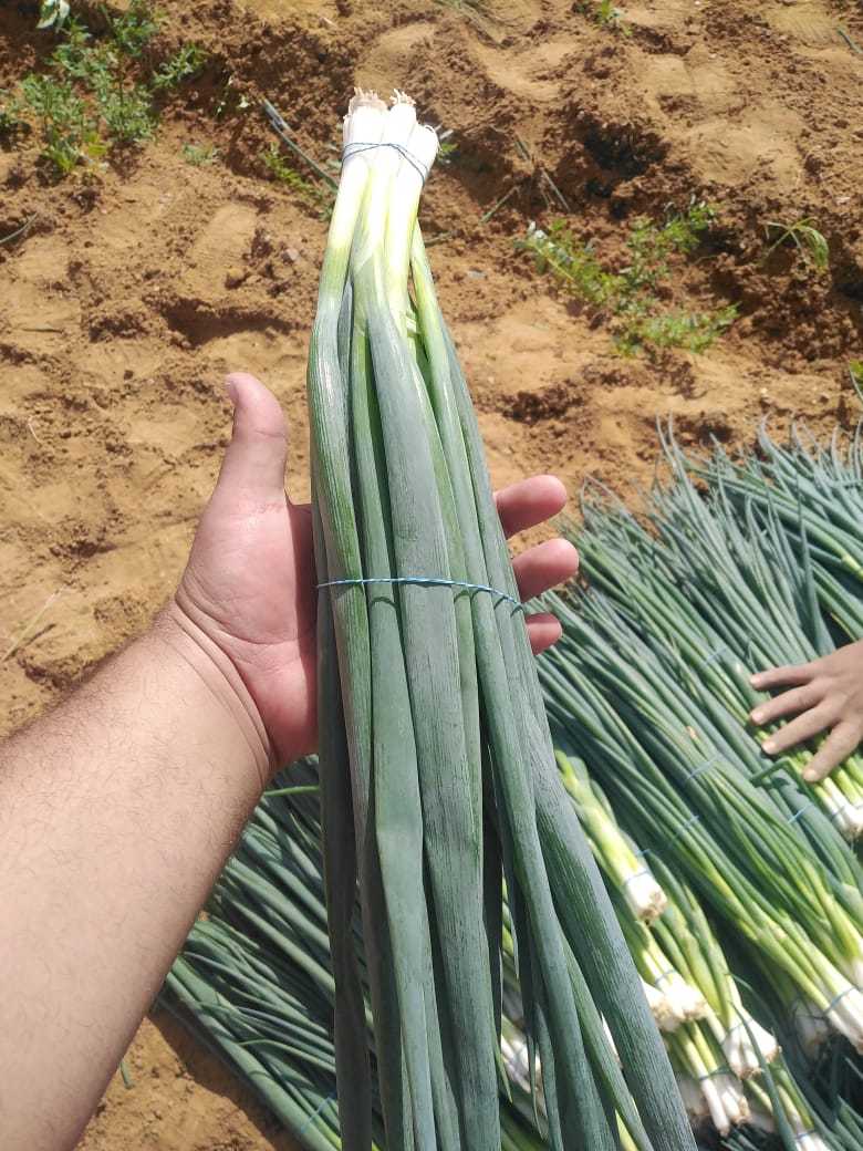 Spring onion