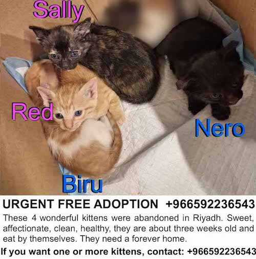 URGENT FREE ADOPTION +966592236543