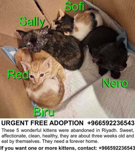 URGENT FREE ADOPTION